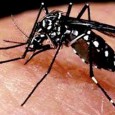 De autoria do vereador e diretor de patrimônio da Associação Médica de Varginha, Dr. Armando Fortunato, a Lei torna mais rigorosa a fiscalização contra o mosquito causador da dengue, zica e chikungunya. O Projeto de Lei 88/2015, de autoria do vereador […]